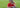 Fashionable woman in a red polo and hat sitting with a golf club on a lush green course.